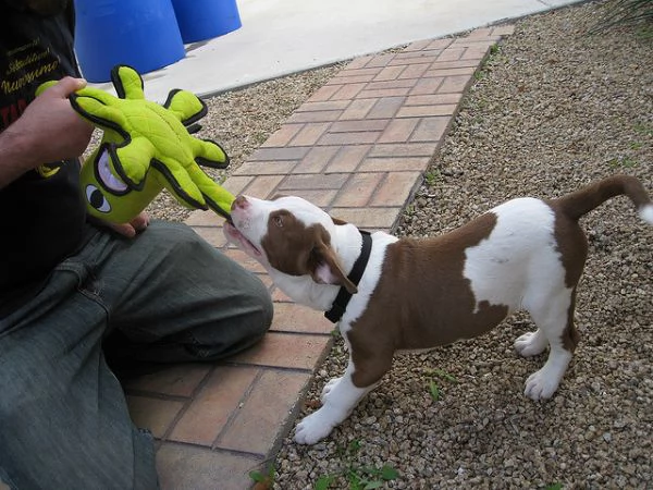 cuccioli di american staffordshire terrier