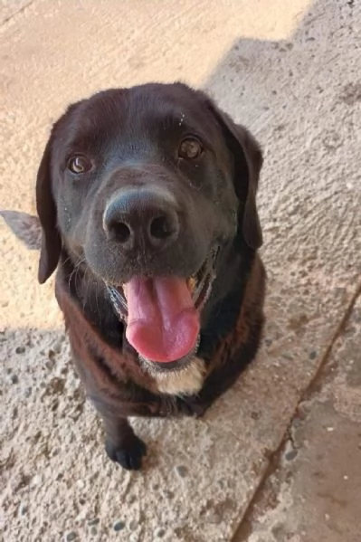 Nero wolf labrador cerca casa