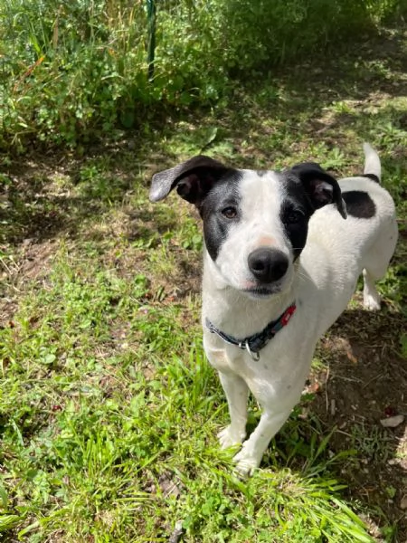 Dakota cagnolina invisibile  | Foto 3