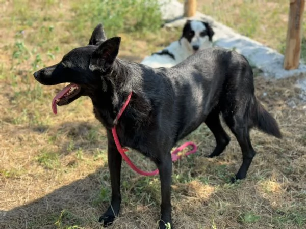 Sorrisa bellisima mix malinois [] belga  | Foto 4