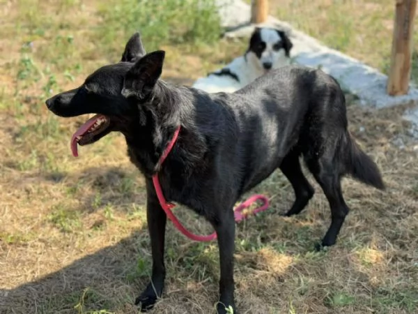 Sorrisa bellisima mix malinois [] belga  | Foto 0