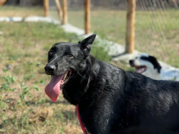 Sorrisa bellisima mix malinois [] belga 