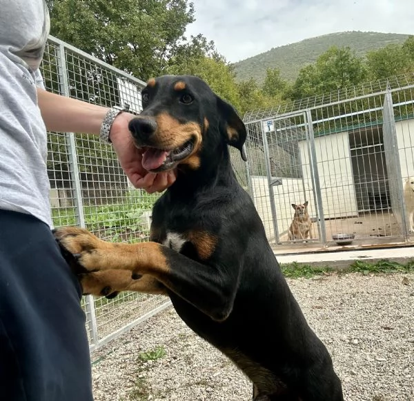 Oscar 14 kg, 3 anni, ma nero e non super Figo  | Foto 1