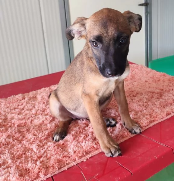 NABI cucciola già senza speranze  | Foto 0