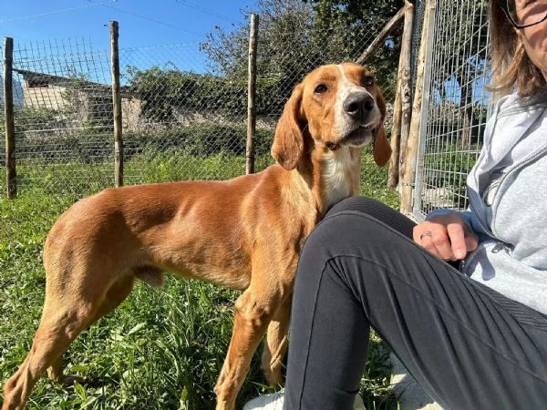 Maffin, abbiamo poco tempo per salvarlo dalla reimmissione 