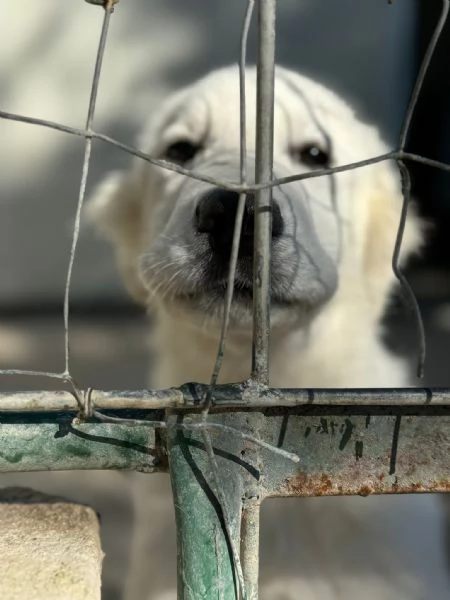 Queste 2cucciole hanno bisogno di noi  | Foto 2