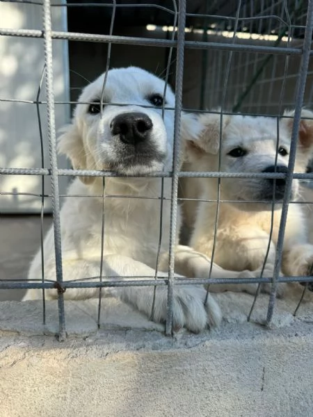 Queste 2cucciole hanno bisogno di noi  | Foto 0