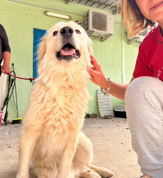 Dama meravigliosa cagnolona che vi aspetta  | Foto 3