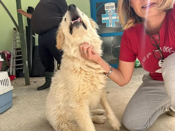 Dama meravigliosa cagnolona che vi aspetta  | Foto 0