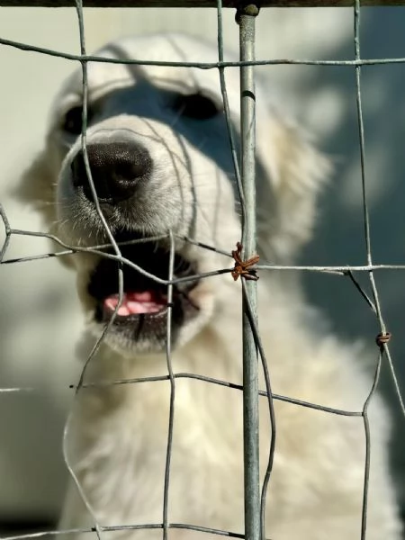 Coco' bellisima cucciola taglia grande  | Foto 0