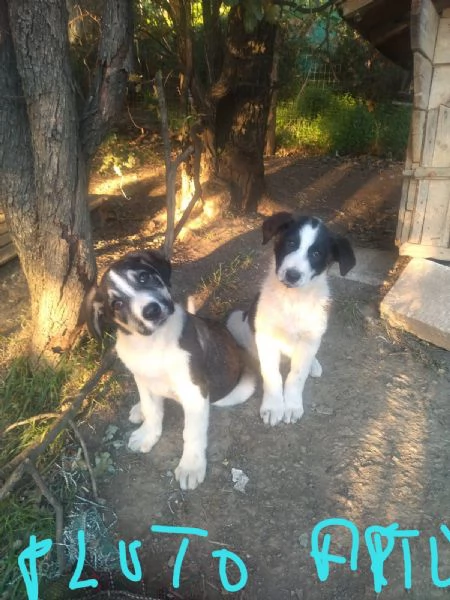 Cuccioli condannati a crescere in canile 