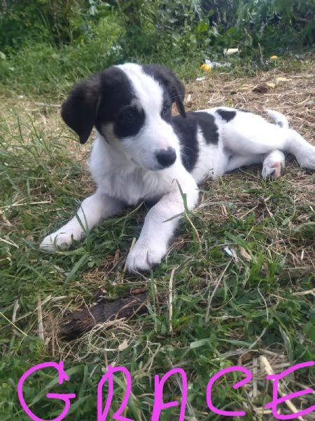 Cuccioli condannati a crescere in canile  | Foto 3