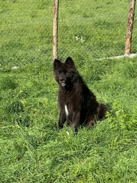 Petra meravigliosa cagnolona | Foto 2