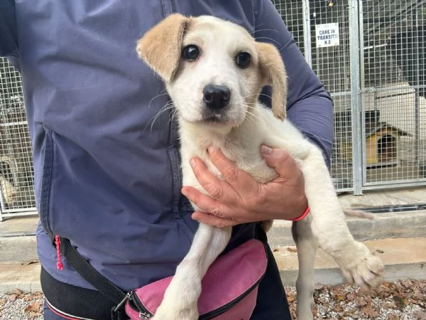 Flo e Robinson, cuccioli pronti per partire 