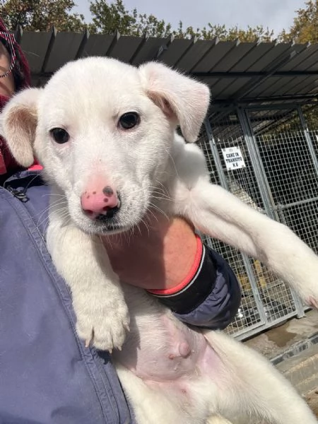 Flo e Robinson, cuccioli pronti per partire  | Foto 3