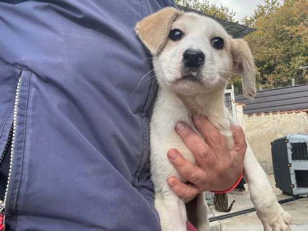 Flo e Robinson, cuccioli pronti per partire  | Foto 2