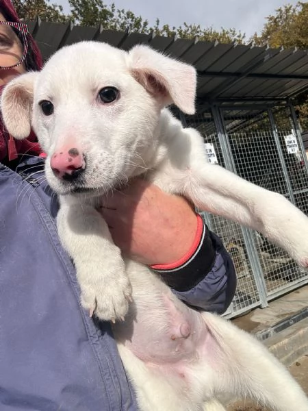 Flo e Robinson, cuccioli pronti per partire  | Foto 1