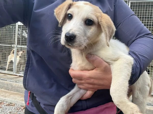 Flo e Robinson, cuccioli pronti per partire  | Foto 0