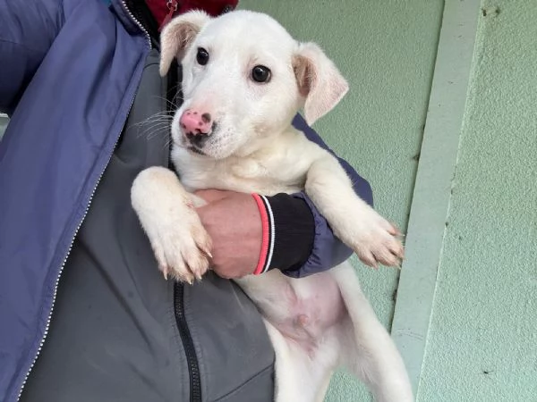 Robinson, cucciolo dal tartufo rosa