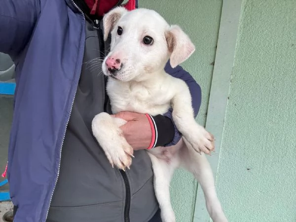 Robinson, cucciolo dal tartufo rosa | Foto 1