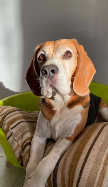 Tarzan un bellissimo beagle in cerca di casa 