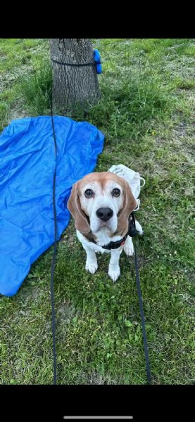 Tarzan un bellissimo beagle in cerca di casa  | Foto 2