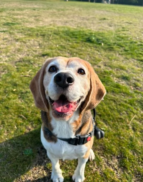 Tarzan un bellissimo beagle in cerca di casa  | Foto 1