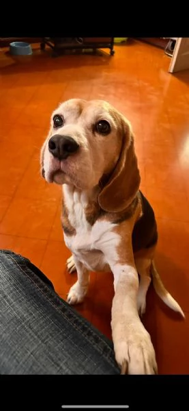 Tarzan un bellissimo beagle in cerca di casa  | Foto 0