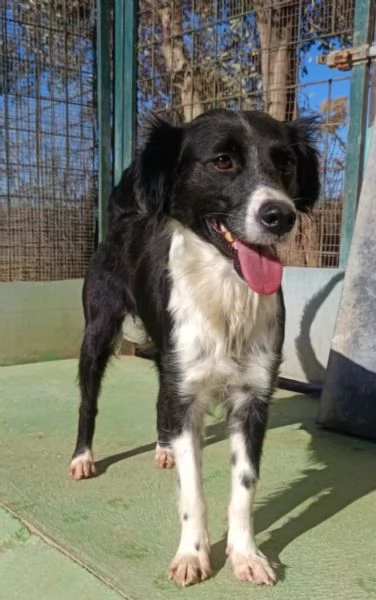 Kally 11kg di cagnolina visibile in Liguria  | Foto 6