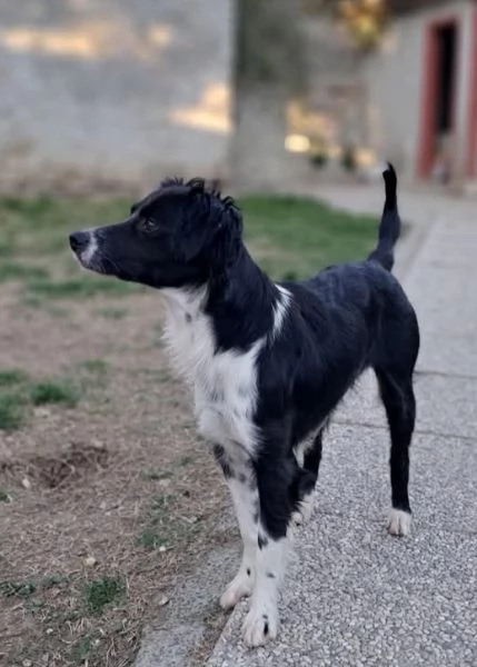 Kally 11kg di cagnolina visibile in Liguria  | Foto 5