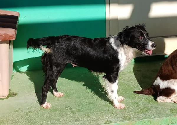 Kally 11kg di cagnolina visibile in Liguria  | Foto 4