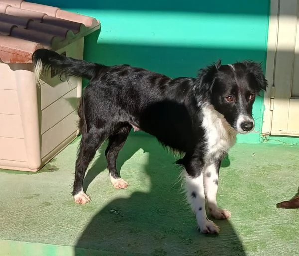 Kally 11kg di cagnolina visibile in Liguria  | Foto 2