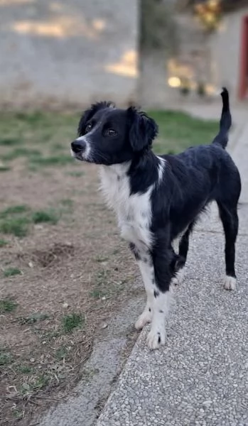 Kally 11kg di cagnolina visibile in Liguria  | Foto 1