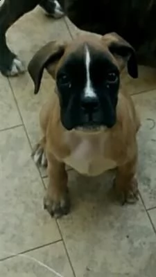  fantastici cuccioli  di boxer