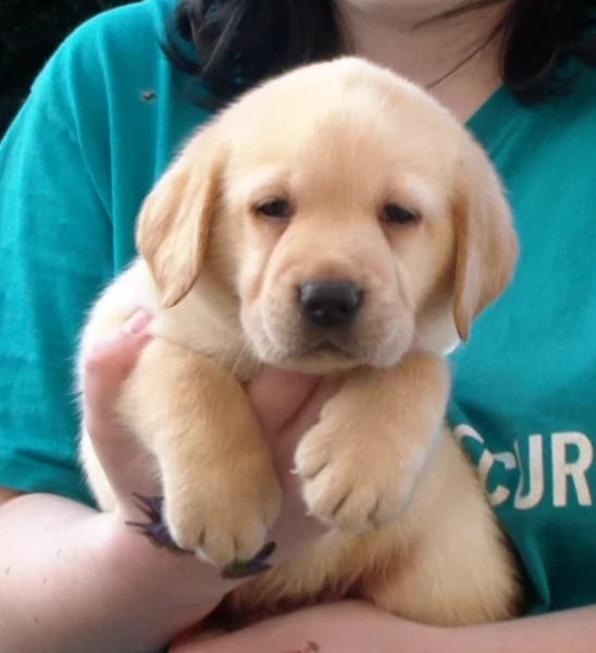 Cuccioli Gialli di Labrador con Pedigree | Foto 4