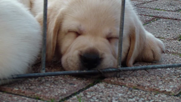 Cuccioli Gialli di Labrador con Pedigree | Foto 3