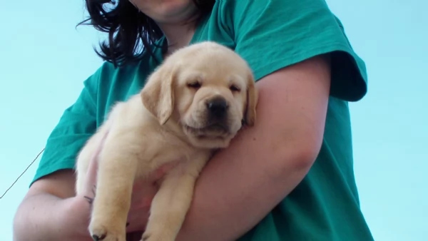 Cuccioli Gialli di Labrador con Pedigree | Foto 1