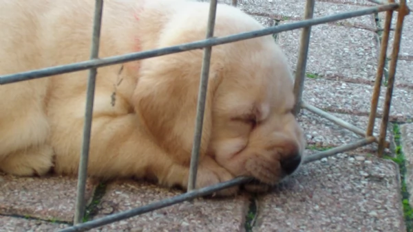 Cuccioli Gialli di Labrador con Pedigree | Foto 0