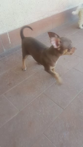 Chihuahua Toy  | Foto 1