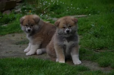 cuccioli di  akita inu con pedigree 