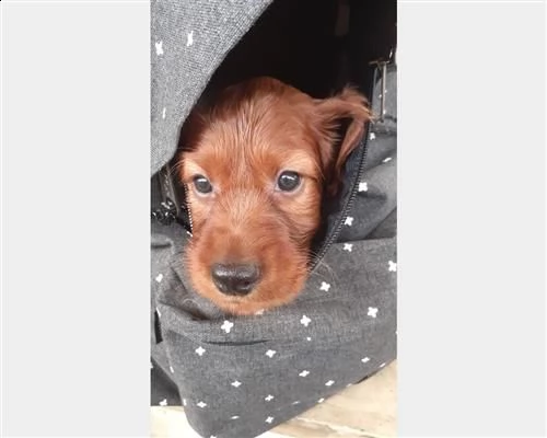 fantastico  cuccioli di setter irlandese 