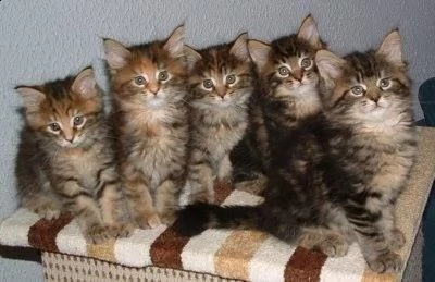 disponibili 4 maschi e 4 femmine di main coon