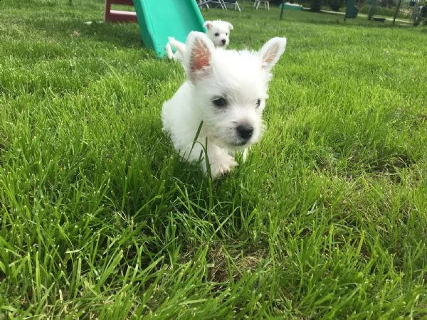 stupefacente cuccioli di west highland alta genealogia