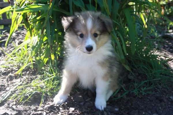 stupefacente cuccioli di shetland sheepdog alta genealogia