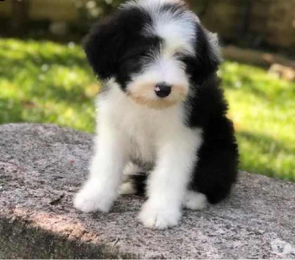 cuccioli di bearded collie disponibili | Foto 0