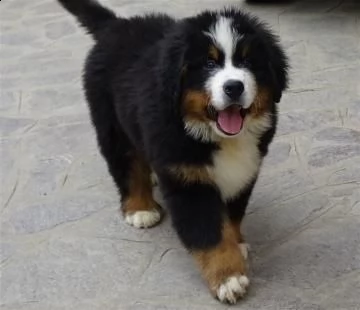 cucciolo di bovaro del bernese con carattere equilibrato