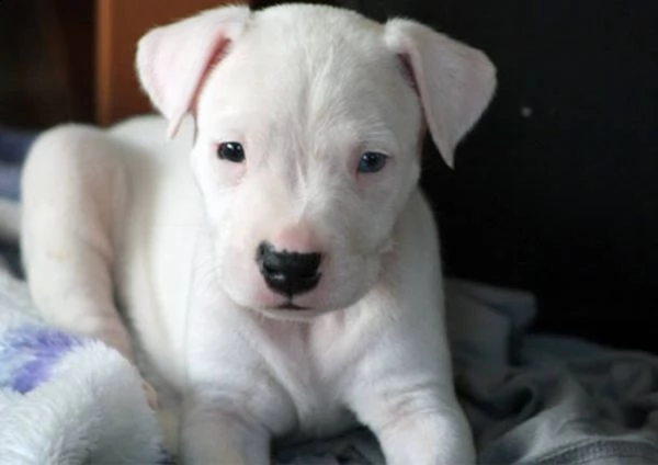 cuccioli di dogo argentino mef 