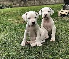 cuccioli di dogo argentino mef  | Foto 0