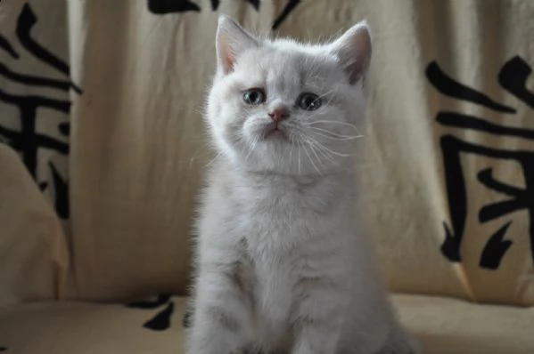 cuccioli di british shorthair | Foto 2