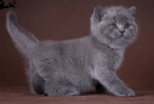 cuccioli di british shorthair | Foto 1